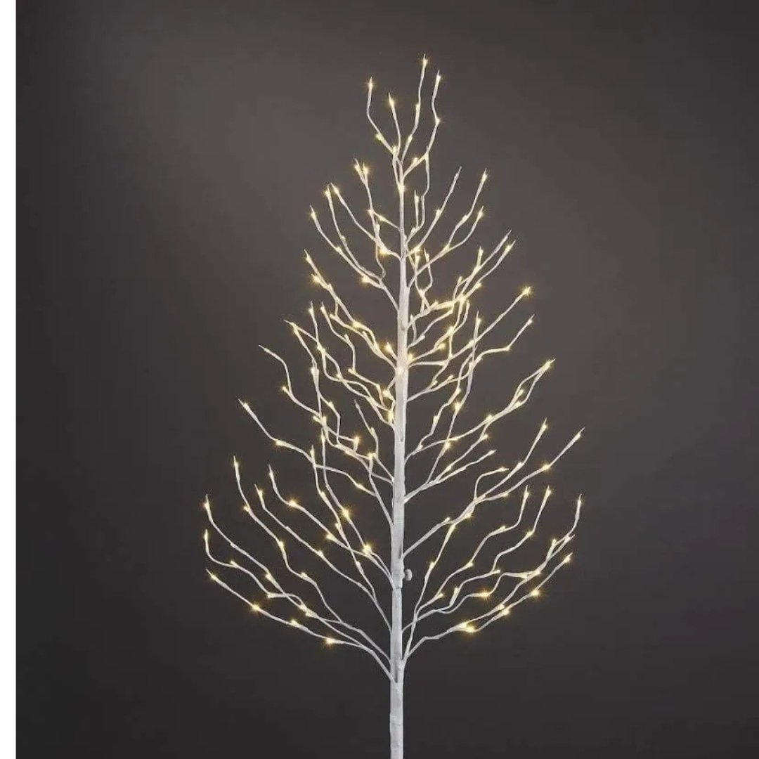 Árvores Brancas Quentes De Bétula iluminada